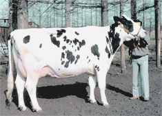 キッズZOO鑑 - 乳用牛 - 品種 - 主なもの