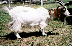 トカラ山羊