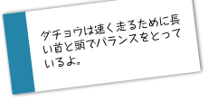 ダチョウは速く走るために長い首と頭でバランスをとっているよ。