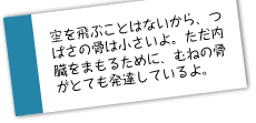 空を飛ぶことはないから、つばさの骨は小さいよ。ただ内臓をまもるために、むねの骨がとても発達しているよ。