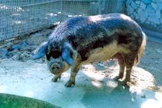 マンガリッツァ