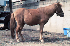 野間馬