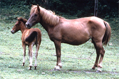 対州馬