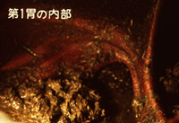写真4