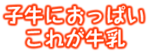 子牛におっぱい、これが牛乳