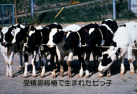 写真4