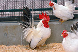 鶏の体型・体格 | 畜産ZOO鑑（ちくさんずーかん）