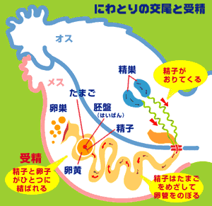 イラスト